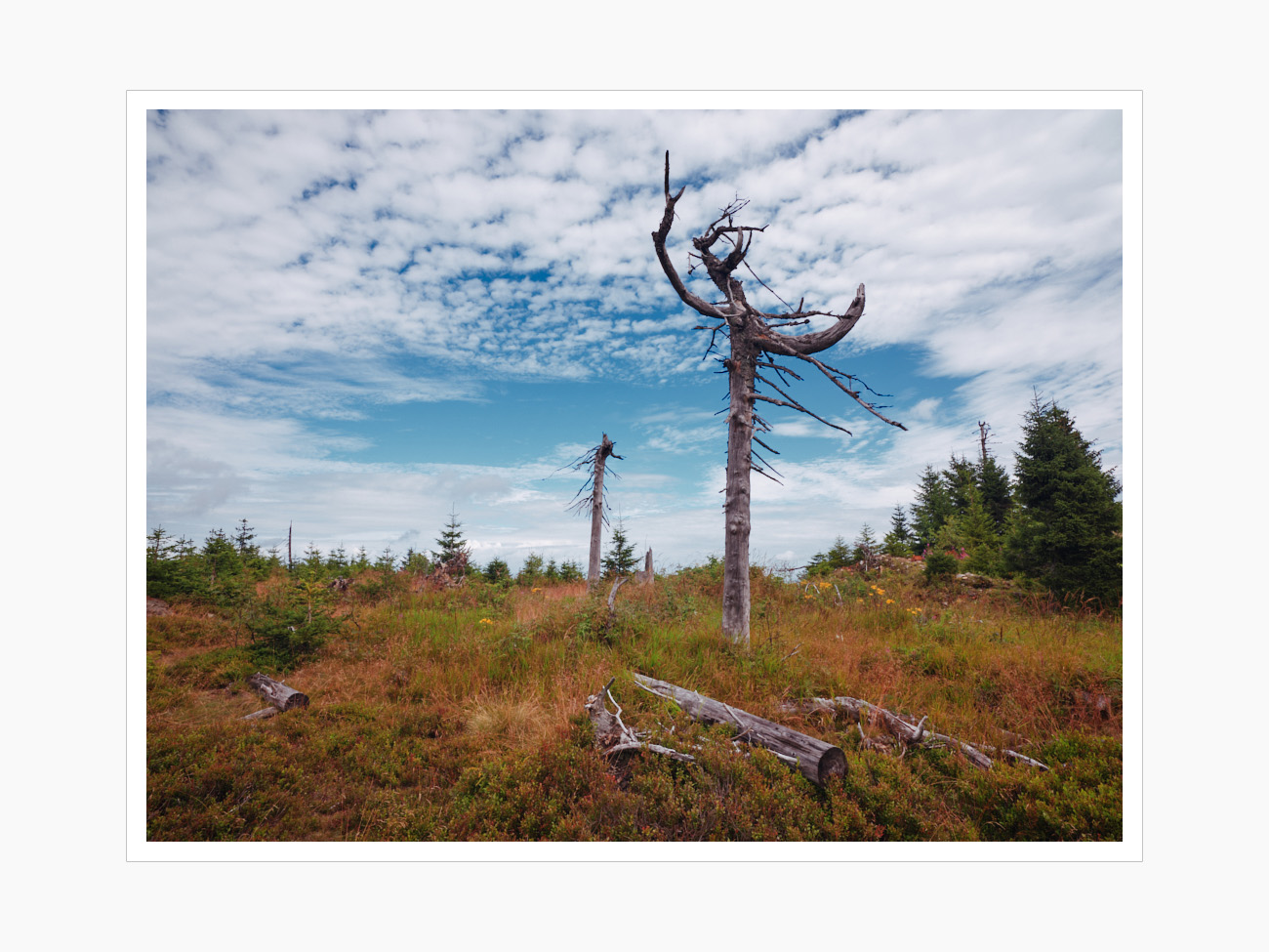 Max Schiefele Alle Bilder  DSF0993